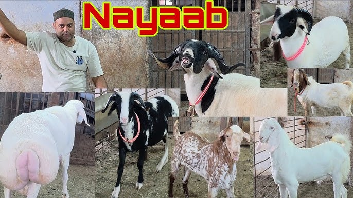 Qiz dugonasiga sperma berdi Katta silikon kokrak bilan qoramagiz porno