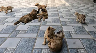 Puppies Playing and Running All Over the Yard - Cute Puppies