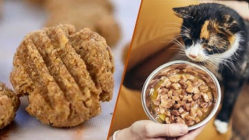 Cat Treats vs. Cat Food: What
