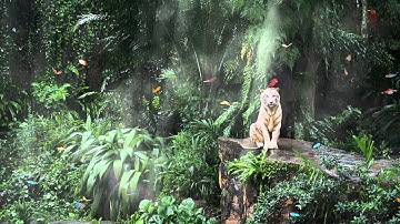 Jungle Fever Animated Wallpaper http://www.desktopanimated.com