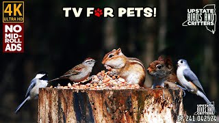 4k Cat TV  Dog TV  Upstate Birds And Critters: Ep 241 — 042524 — No Ads