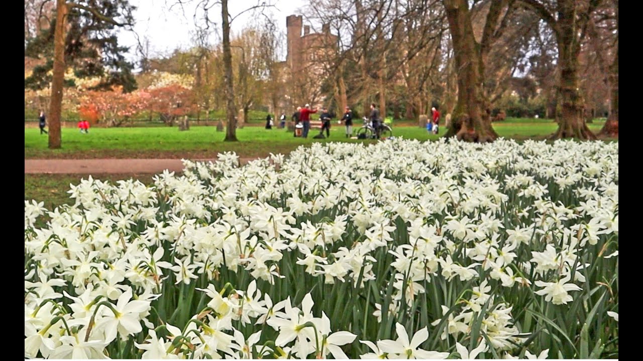 Cardiff Spring Cardiff, Spring in Bute Park, Wales, UK, 09.04.23 - YouTube