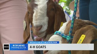 Whats it like showing goats at the State Fair?