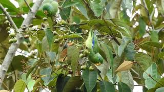 Forpus conspicillatus, Spectacled Parrolet, Cascabelito o Periquito de Anteojos