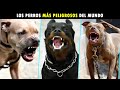 TOP 10 PERROS MÁS PELIGROSOS DEL MUNDO 2019, 2020