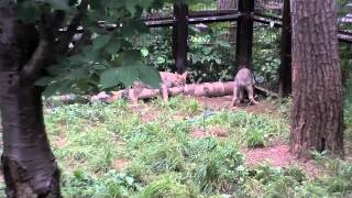 肉を勝ち取ったショウ~Wolves scramble for meat