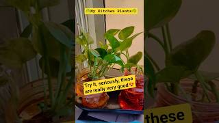 Kitchen Plants for Decoration ☘️ #dishuandfamily #shorts #kitchendecoration #viralvideo