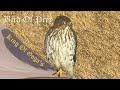 Bird Of Prey - Today's Visitor
