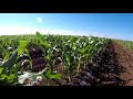 Сахарная кукуруза - серия 13. Рассадная технология и прямой посев в тоннели.