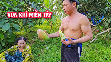 Vua Khỉ cưa hạ gốc cây Xoài ghép và cây Cóc có quá nhiều trái.