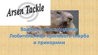 Водяная крыса ондатра Водяная крыса ондатра