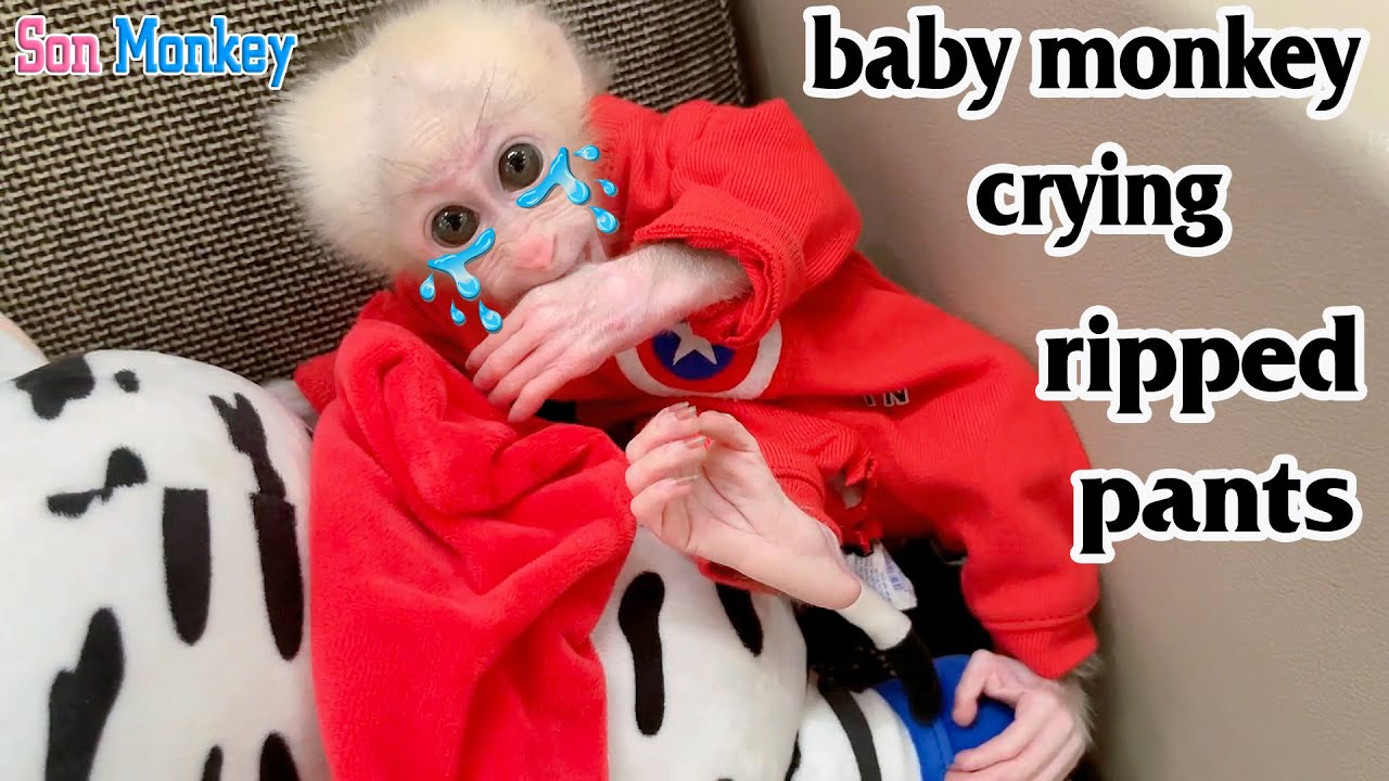 The baby monkey cried loudly because his new clothes were torn. Poor baby monkey. - Son Monkey