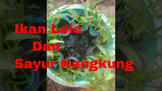 Budidaya Ikan Lele dan Kangkung Di Ember Yang Sederhana