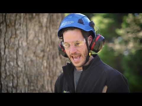 How to Perform a Pre-Climb Tree Inspection - YouTube