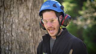 How to Perform a Pre-Climb Tree Inspection
