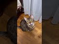 猫のサイレントニャーと可愛い鳴き声【ベンガル猫】