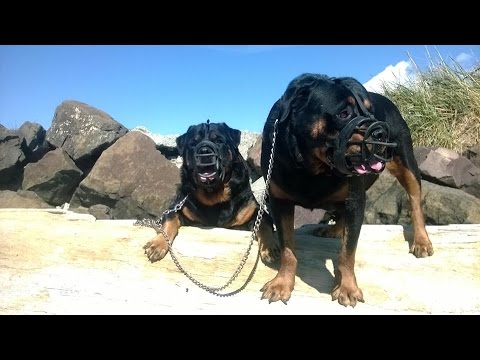 rottweiler attack in india rottweiler attacking are rottweilers dangerous tds funnydog tv rottweiler attack in india rottweiler attacking are rottweilers dangerous tds funnydog tv