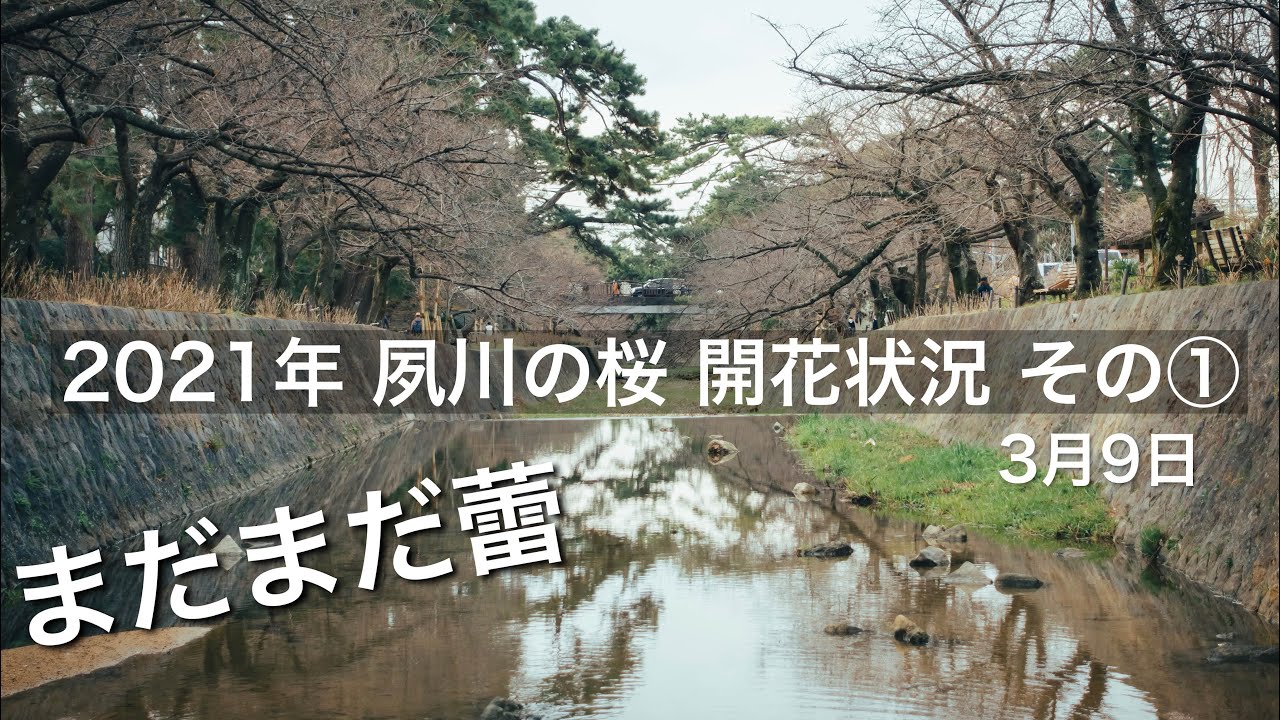 21年 夙川 桜の開花状況 その 3月9日 まだまだ蕾です 兵庫県西宮市 桜の名所 Youtube