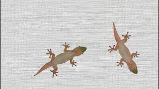 CAT GAMES - CICAK MELESAT TANPA LISTRIK