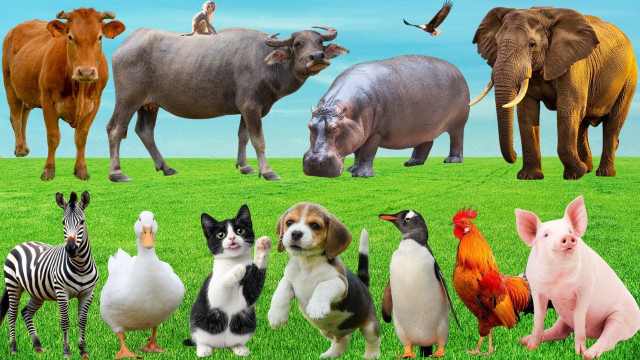 🎶 Bản Nhạc Muôn Loài Bắt Nhịp Tuổi Thơ – Khi Cún, Mèo, Dê & Bò Trổ Tài Hát Ca Vui Nhộn | Animals🐶🐱🐐🐄