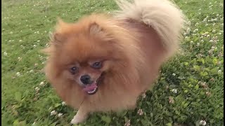 Sniffing Pomeranian is trying to find something