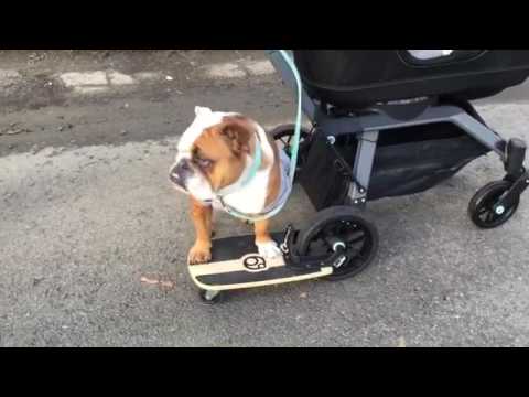 dog attachment for baby stroller