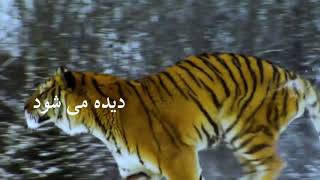 تصنیفی بخوان برای پلنگ   کاظم مصطفوی   حمید اسدیان