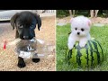 Baby Dogs 🔴 Cute and Funny Dog Videos Compilation #5 | 30 Minutes of Funny Puppy Videos 2023