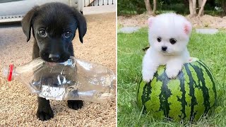 Baby Dogs 🔴 Cute and Funny Dog Videos Compilation #5 | 30 Minutes of Funny Puppy Videos 2023 by GrumpyDog 26,156 views 1 year ago 30 minutes