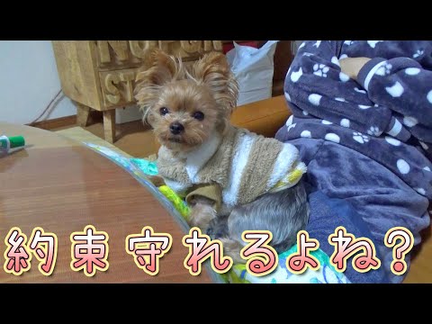 【ヨークシャテリア】信じているよ！もう大丈夫だよね？【Yorkshire Terrier】