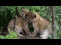 Lioness and cubs