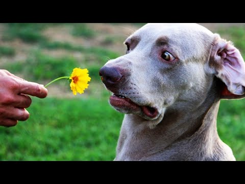 Vídeo: Immunització De La Subinfecció, Immunització Passiva Immunització Activa: Vacuneu La Vostra Mascota A Temps