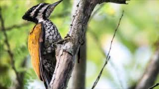 Suara Burung Caladi Bawang Betina Gacor Tembakan Dobel Rapat