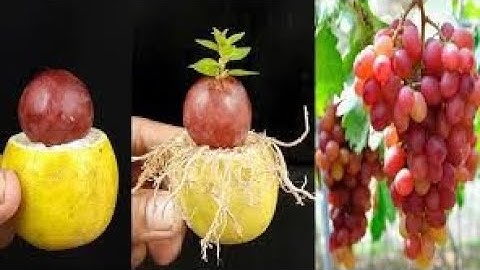 Simple Methods Propagate Grape🍇Tree In Lemon ll Unique Methods Grow Grape Tree#viral#trending