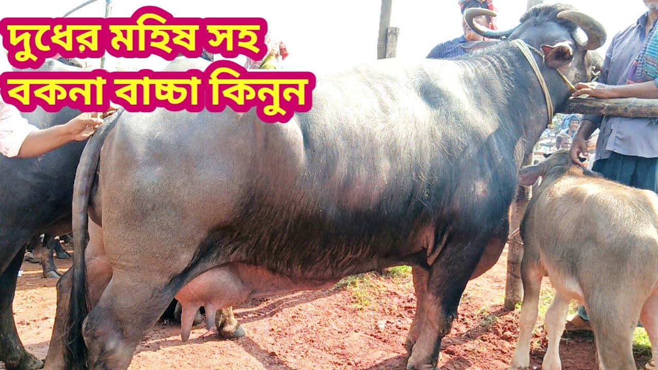 দুধের মহিষ সহ বকনা মহিষের দরদাম জানুন? সিটি হাট।