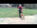 malinois pup Afie: front position and basic position luring