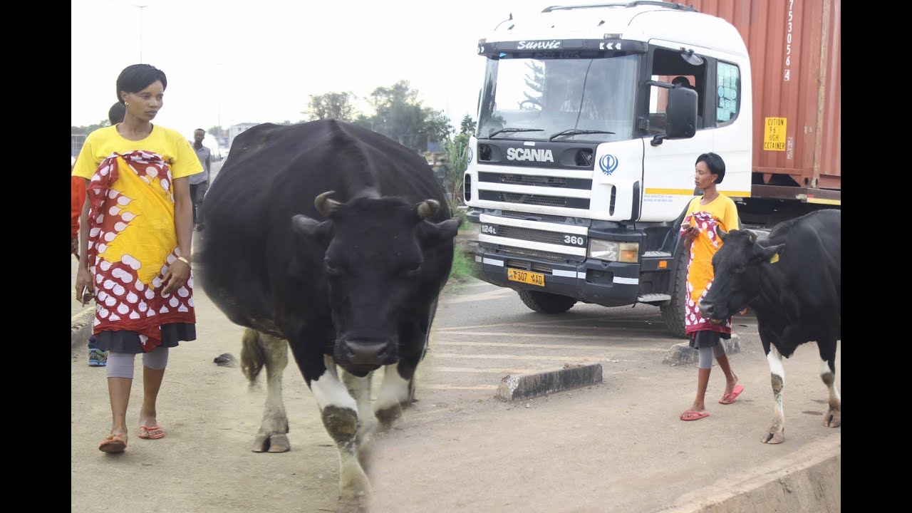 Ng'ombe Wa Maajabu Aonekana Arusha Anaitwa Riziki!