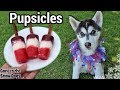 Patriotic Fruit Popsicle For Dogs | DIY Frozen Dog Treats 120 | Pupsicle