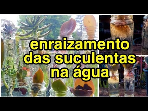 Vídeo: Propagação de raiz de água para suculentas: você pode enraizar suculentas na água