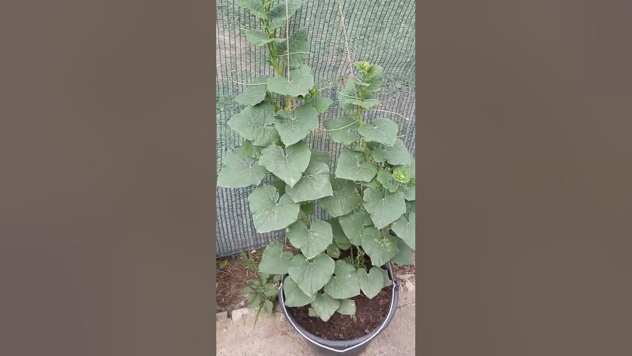 огурец Трюкач варианты выращивания. Эксперимент. - YouTube