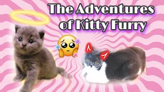 Kitty Furry. Vlog 1. The Adventure Of Kitty Furry - Playing with Venus. by Reebonz Cattery TV 683 views 1 year ago 6 minutes, 1 second