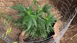 Outdoor medical grow 2017