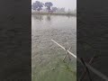 feeding time #fishlovers #fishing #villagelife