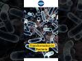 Bacterial Transformation in 100 Seconds 🧬