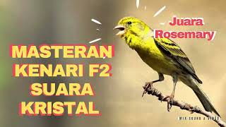 CANARY F2 MASTERING - ROSEMARY CHAMPION