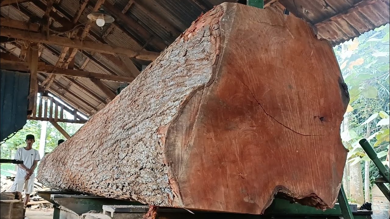 The moment a SUPER giant tree was sawed - YouTube