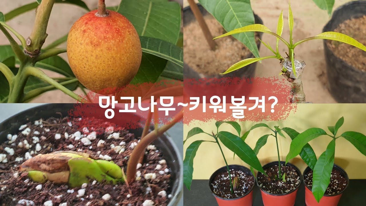 망고나무 키우기(Growing Mango    Trees)/망고씨앗심기~망고접목후 변화/함평애플망고농장