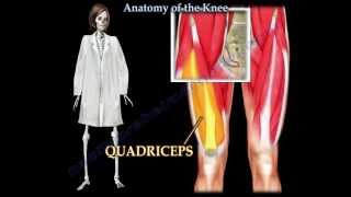 Anatomy Of The Knee   Everything You Need To Know  Dr. Nabil Ebraheim