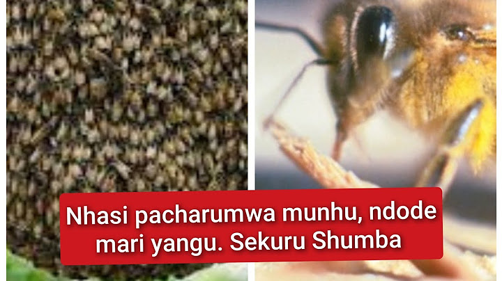 Pacharumwa munhu neNyuchi nhasi, Sekuru Shumba  vatevera chikwereti chavo: Odzi