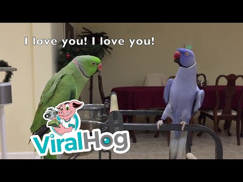 Vídeo: Cacatua do Major Mitchell